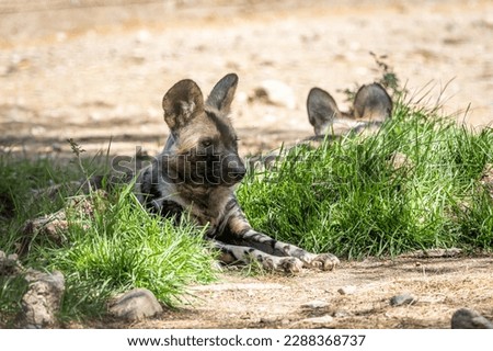The African wild dog (Lycaon pictus), also called the painted dog or Cape hunting dog, is a wild canine which is a native species to sub-Saharan Africa. It is the largest wild canine in Africa Royalty-Free Stock Photo #2288368737