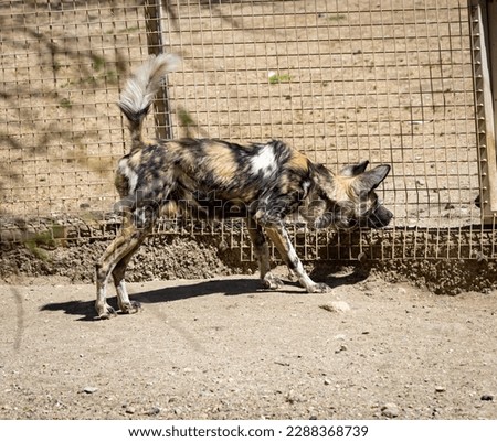 The African wild dog (Lycaon pictus), also called the painted dog or Cape hunting dog, is a wild canine which is a native species to sub-Saharan Africa. It is the largest wild canine in Africa Royalty-Free Stock Photo #2288368739