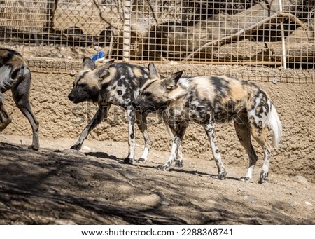 The African wild dog (Lycaon pictus), also called the painted dog or Cape hunting dog, is a wild canine which is a native species to sub-Saharan Africa. It is the largest wild canine in Africa Royalty-Free Stock Photo #2288368741