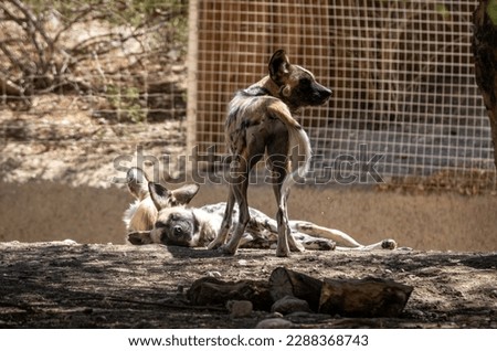 The African wild dog (Lycaon pictus), also called the painted dog or Cape hunting dog, is a wild canine which is a native species to sub-Saharan Africa. It is the largest wild canine in Africa Royalty-Free Stock Photo #2288368743
