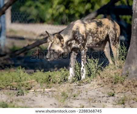 The African wild dog (Lycaon pictus), also called the painted dog or Cape hunting dog, is a wild canine which is a native species to sub-Saharan Africa. It is the largest wild canine in Africa Royalty-Free Stock Photo #2288368745