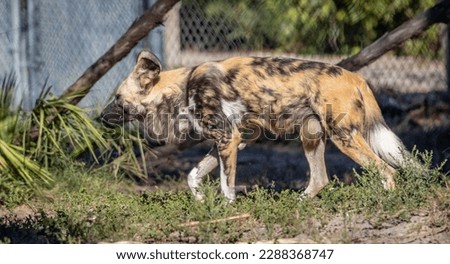 The African wild dog (Lycaon pictus), also called the painted dog or Cape hunting dog, is a wild canine which is a native species to sub-Saharan Africa. It is the largest wild canine in Africa Royalty-Free Stock Photo #2288368747