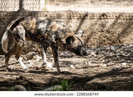The African wild dog (Lycaon pictus), also called the painted dog or Cape hunting dog, is a wild canine which is a native species to sub-Saharan Africa. It is the largest wild canine in Africa Royalty-Free Stock Photo #2288368749