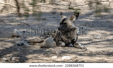 The African wild dog (Lycaon pictus), also called the painted dog or Cape hunting dog, is a wild canine which is a native species to sub-Saharan Africa. It is the largest wild canine in Africa Royalty-Free Stock Photo #2288368751