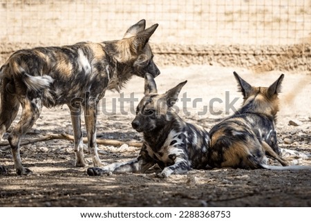 The African wild dog (Lycaon pictus), also called the painted dog or Cape hunting dog, is a wild canine which is a native species to sub-Saharan Africa. It is the largest wild canine in Africa Royalty-Free Stock Photo #2288368753