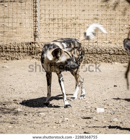 The African wild dog (Lycaon pictus), also called the painted dog or Cape hunting dog, is a wild canine which is a native species to sub-Saharan Africa. It is the largest wild canine in Africa Royalty-Free Stock Photo #2288368755