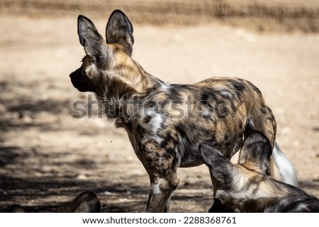 The African wild dog (Lycaon pictus), also called the painted dog or Cape hunting dog, is a wild canine which is a native species to sub-Saharan Africa. It is the largest wild canine in Africa Royalty-Free Stock Photo #2288368761