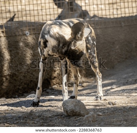 The African wild dog (Lycaon pictus), also called the painted dog or Cape hunting dog, is a wild canine which is a native species to sub-Saharan Africa. It is the largest wild canine in Africa Royalty-Free Stock Photo #2288368763