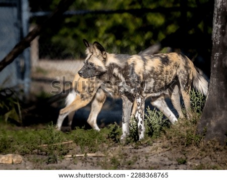 The African wild dog (Lycaon pictus), also called the painted dog or Cape hunting dog, is a wild canine which is a native species to sub-Saharan Africa. It is the largest wild canine in Africa Royalty-Free Stock Photo #2288368765