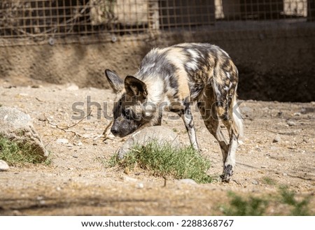The African wild dog (Lycaon pictus), also called the painted dog or Cape hunting dog, is a wild canine which is a native species to sub-Saharan Africa. It is the largest wild canine in Africa Royalty-Free Stock Photo #2288368767