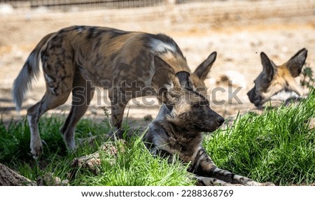 The African wild dog (Lycaon pictus), also called the painted dog or Cape hunting dog, is a wild canine which is a native species to sub-Saharan Africa. It is the largest wild canine in Africa Royalty-Free Stock Photo #2288368769