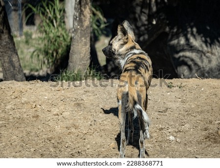 The African wild dog (Lycaon pictus), also called the painted dog or Cape hunting dog, is a wild canine which is a native species to sub-Saharan Africa. It is the largest wild canine in Africa Royalty-Free Stock Photo #2288368771