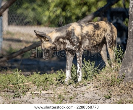 The African wild dog (Lycaon pictus), also called the painted dog or Cape hunting dog, is a wild canine which is a native species to sub-Saharan Africa. It is the largest wild canine in Africa Royalty-Free Stock Photo #2288368773