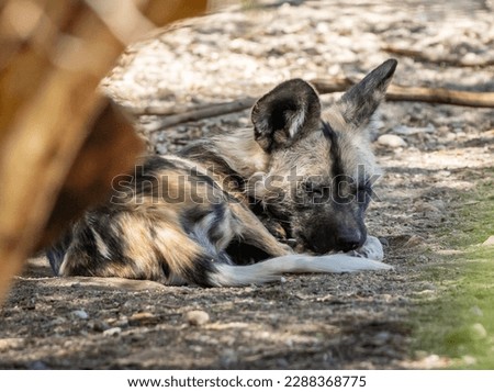 The African wild dog (Lycaon pictus), also called the painted dog or Cape hunting dog, is a wild canine which is a native species to sub-Saharan Africa. It is the largest wild canine in Africa Royalty-Free Stock Photo #2288368775