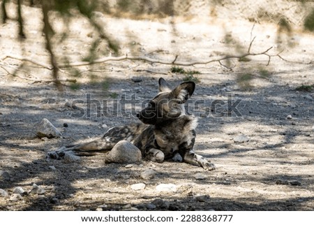 The African wild dog (Lycaon pictus), also called the painted dog or Cape hunting dog, is a wild canine which is a native species to sub-Saharan Africa. It is the largest wild canine in Africa Royalty-Free Stock Photo #2288368777