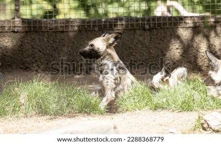 The African wild dog (Lycaon pictus), also called the painted dog or Cape hunting dog, is a wild canine which is a native species to sub-Saharan Africa. It is the largest wild canine in Africa Royalty-Free Stock Photo #2288368779