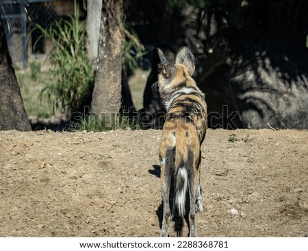The African wild dog (Lycaon pictus), also called the painted dog or Cape hunting dog, is a wild canine which is a native species to sub-Saharan Africa. It is the largest wild canine in Africa Royalty-Free Stock Photo #2288368781