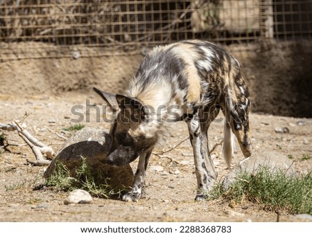 The African wild dog (Lycaon pictus), also called the painted dog or Cape hunting dog, is a wild canine which is a native species to sub-Saharan Africa. It is the largest wild canine in Africa Royalty-Free Stock Photo #2288368783