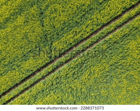 Aerial view of oilseed rape (Brassica napus) farmed on an agricultural field on a British farm for the production of rapeseed oil. West Yorkshire.