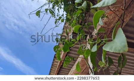 vines that grow on the roofs of houses