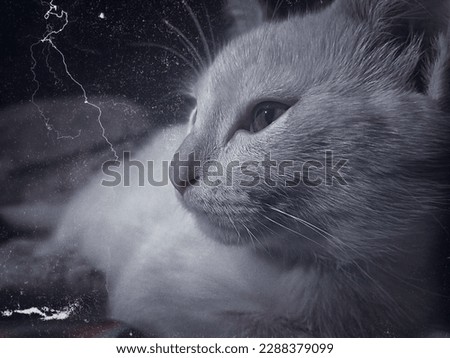 White cat sitting dark edit with side pose
