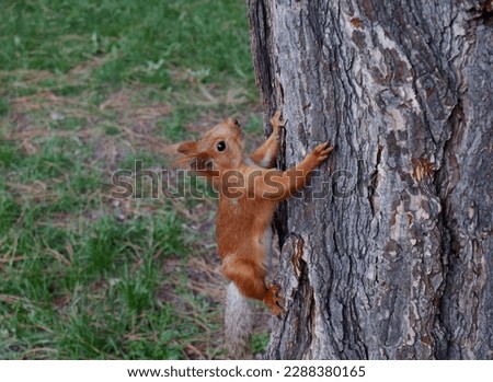 squirrel climbing a tree on a sunny day in a park