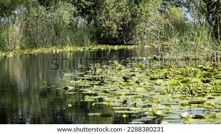 Reed and water lily, image in the nature of the delta Danube Delta, Romania Bioreserve.

