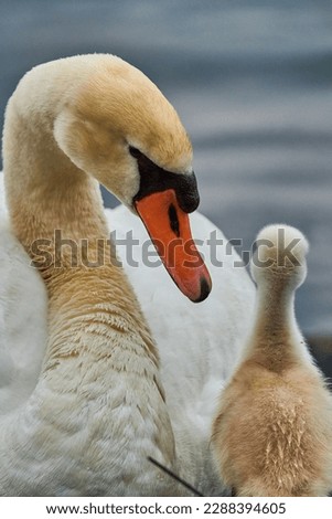 Beautiful white Swan with small Chicks on a lake, Mute swan,Cygnus olor