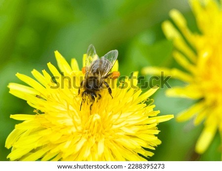 Honeybee with pollen (Apis mellifera) is sucking nectar from Taraxacum officinale. Royalty-Free Stock Photo #2288395273