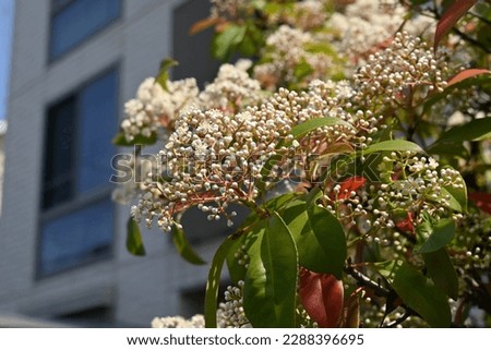 Red Robin ( Japanese photinia ) flowers. Rosaceae evergreen tree. Many small white flowers bloom from spring to early summer.
