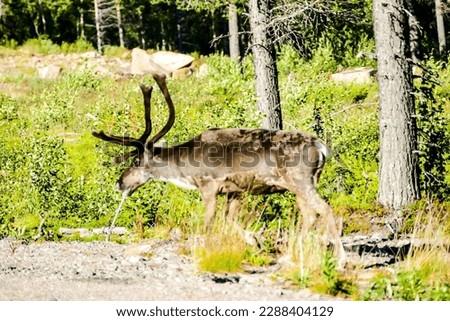 deer in the forest, beautiful photo digital picture