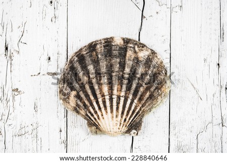 Scallop shell on white wood background.