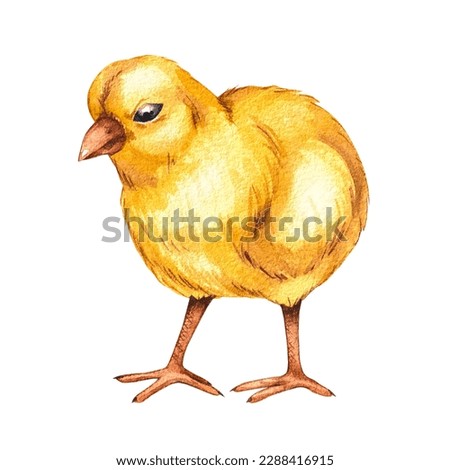 Watercolor yellow chick on a white background. Isolated bird for creating a postcard, invitation, business card, fabric, printing, wreath, frame
