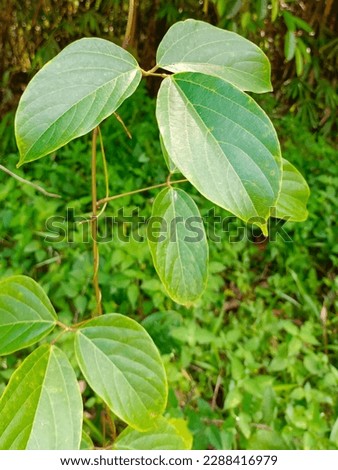 A three-leaf plant with refreshing green tones 