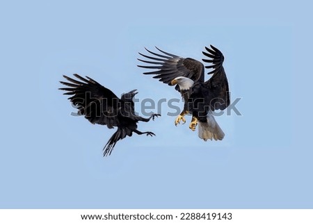 A black raven attacks a bald eagle in the air with outstretched paws and an open beak close-up Royalty-Free Stock Photo #2288419143