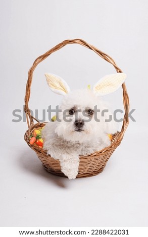 White dog with Easter bunny ears in a basket on a white background