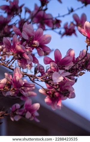 Magnolia Tree with Spring Blossoms