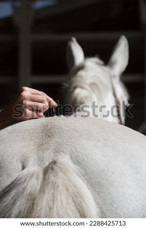 equine acupuncture needles in back and rear or rump of grey horse to relieve back pain or muscle discomfort equine equus health and medicine vertical image room for type  equine career acupuncturist  Royalty-Free Stock Photo #2288425713