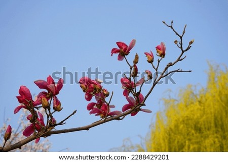 Beautiful purple lily magnolia  flower with blue sky view in the park