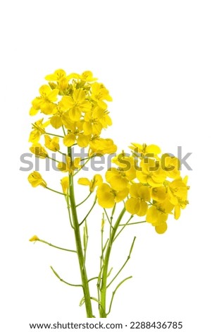 Blossoms, rapeseed flowers isolated on white background,  Royalty-Free Stock Photo #2288436785