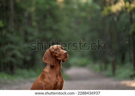 Portrait of a dog on a green background outdoors. Beautiful Hungarian vizsla in nature