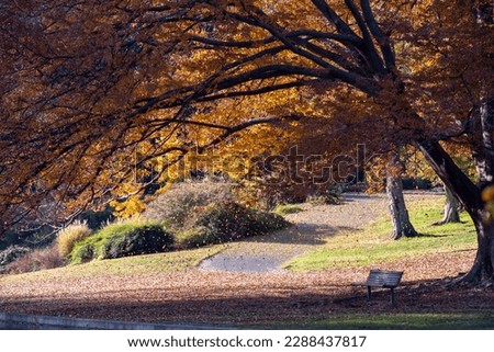 Leaves falling from a tree at the UC Davis arboretum, CA, USA, on a beautiful sunny day, featuring a walkway and a bench Royalty-Free Stock Photo #2288437817