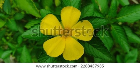 beautiful yellow flowers with a summer mood