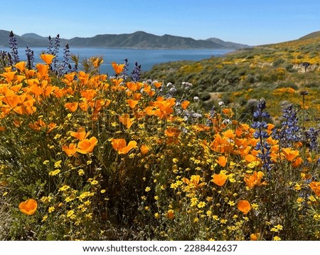 California poppy filed during super bloom