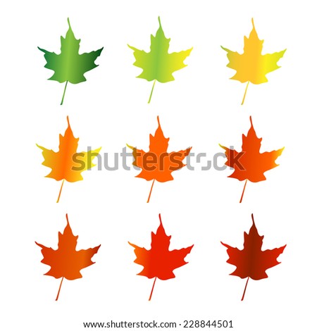 Silhouettes of maple leaves changing color in spring, summer and fall 