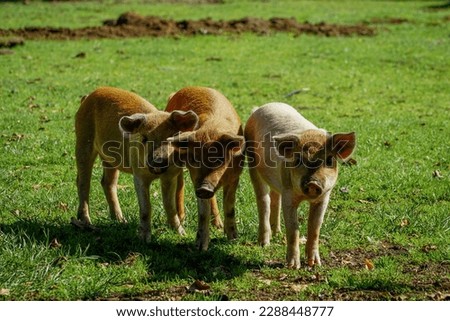 Adorable picture of three baby pigs on the grass