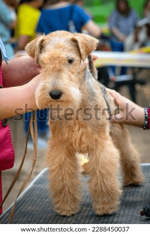 The lakeland terrier at the dog show. posing in front of the jury