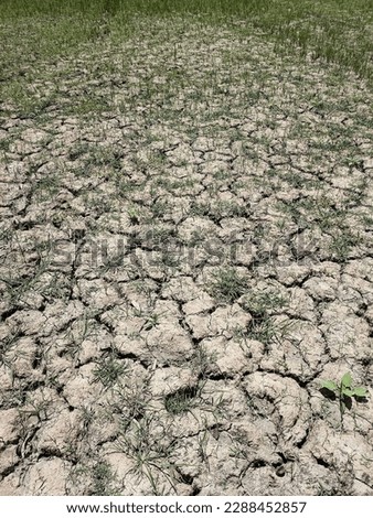 Summer hot Picture of Agriculture field 