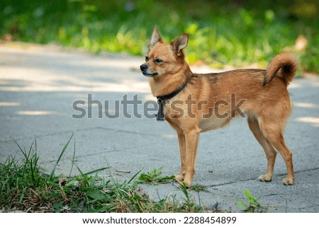 Funny little chihuahua dog plays on the grass.