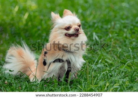 Funny little chihuahua dog plays on the grass.